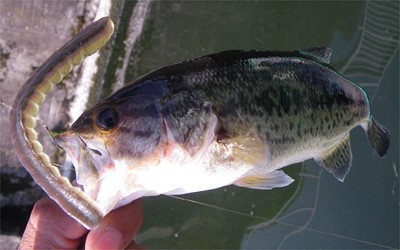 プロショップオオツカ・バスフィッシング用品専門サイト ブログ写真 2009/05/29