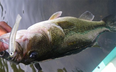 プロショップオオツカ・バスフィッシング用品専門サイト ブログ写真 2009/05/29