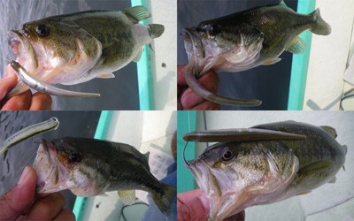 プロショップオオツカ・バスフィッシング用品専門サイト ブログ写真 2009/05/29