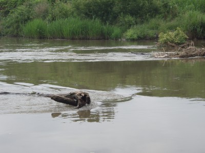 プロショップオオツカ・バスフィッシング用品専門通販サイト ブログ写真 2009/06/17