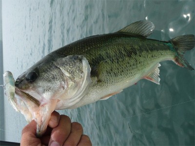 プロショップオオツカ・バスフィッシング用品専門通販サイト ブログ写真 2009/06/18