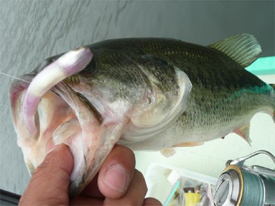 プロショップオオツカ・バスフィッシング用品専門通販サイト ブログ写真 2009/06/18