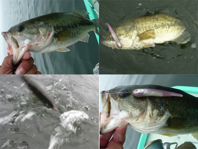 プロショップオオツカ・バスフィッシング用品専門通販サイト ブログ写真 2009/06/18