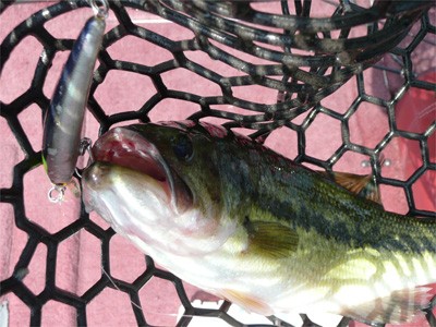 プロショップオオツカ・バスフィッシング用品専門通販サイト ブログ写真 2009/06/21