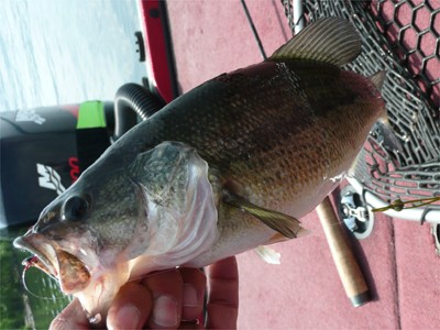 プロショップオオツカ・バスフィッシング用品専門通販サイト ブログ写真 2009/06/21