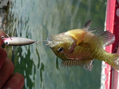 プロショップオオツカ・バスフィッシング用品専門通販サイト ブログ写真 2009/06/21