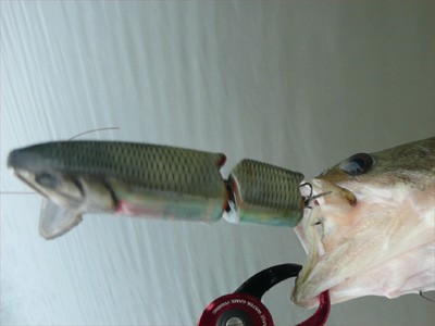 プロショップオオツカ・バスフィッシング用品専門通販サイト ブログ写真 2009/06/24