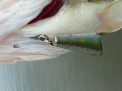 プロショップオオツカ・バスフィッシング用品専門通販サイト ブログ写真 2009/06/24