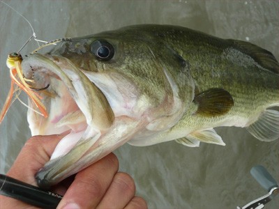 プロショップオオツカ・バスフィッシング用品専門通販サイト ブログ写真 2009/06/24