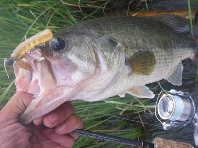 プロショップオオツカ・バスフィッシング用品専門通販サイト ブログ写真 2009/06/24