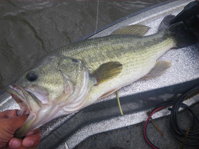 プロショップオオツカ・バスフィッシング用品専門通販サイト ブログ写真 2009/06/24