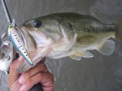 プロショップオオツカ・バスフィッシング用品専門通販サイト ブログ写真 2009/06/24