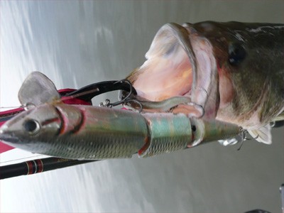 プロショップオオツカ・バスフィッシング用品専門通販サイト ブログ写真 2009/06/24