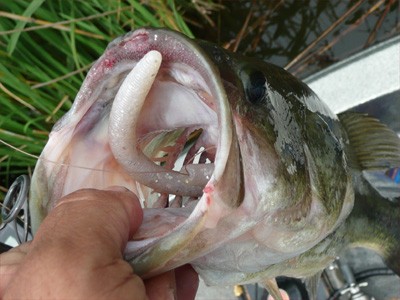 プロショップオオツカ・バスフィッシング用品専門通販サイト ブログ写真 2009/06/24