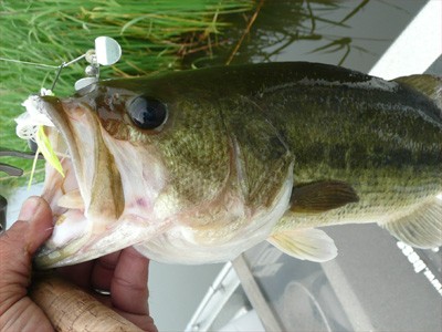 プロショップオオツカ・バスフィッシング用品専門通販サイト ブログ写真 2009/06/24