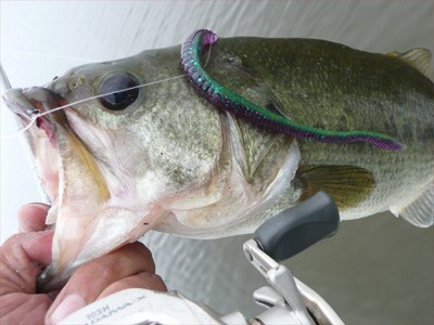 プロショップオオツカ・バスフィッシング用品専門通販サイト ブログ写真 2009/06/24