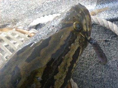 プロショップオオツカ・バスフィッシング用品専門通販サイト ブログ写真 2009/06/24