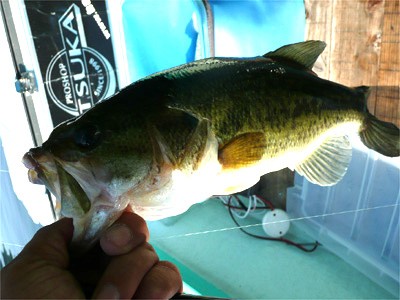 プロショップオオツカ・バスフィッシング用品専門通販サイト ブログ写真 2009/06/29