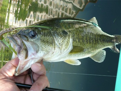 プロショップオオツカ・バスフィッシング用品専門通販サイト ブログ写真 2009/06/29