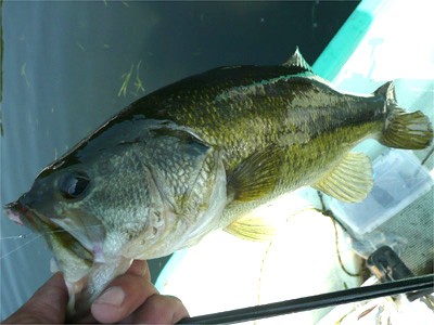 プロショップオオツカ・バスフィッシング用品専門通販サイト ブログ写真 2009/06/29