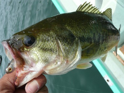 プロショップオオツカ・バスフィッシング用品専門通販サイト ブログ写真 2009/06/29