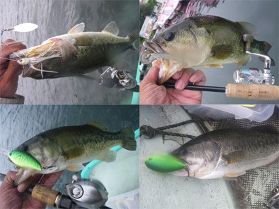 プロショップオオツカ・バスフィッシング用品専門通販サイト ブログ写真 2009/07/01