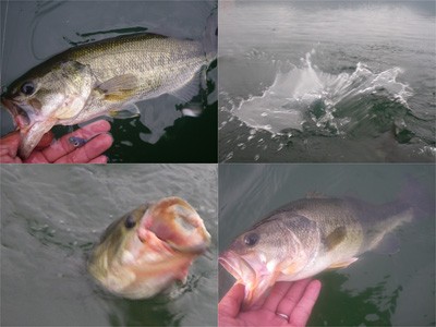 プロショップオオツカ・バスフィッシング用品専門通販サイト ブログ写真 2009/07/01