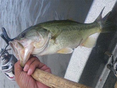 プロショップオオツカ・バスフィッシング用品専門通販サイト ブログ写真 2009/07/12