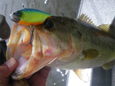 プロショップオオツカ・バスフィッシング用品専門通販サイト ブログ写真 2009/07/12