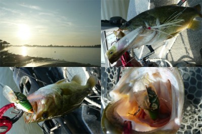 プロショップオオツカ・バスフィッシング用品専門通販サイト ブログ写真 2009/08/08