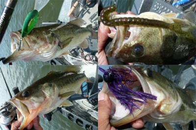 プロショップオオツカ・バスフィッシング用品専門通販サイト ブログ写真 2009/08/08