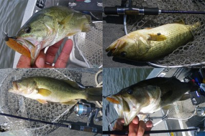 プロショップオオツカ・バスフィッシング用品専門通販サイト ブログ写真 2009/08/08