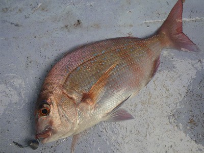 プロショップオオツカ・バスフィッシング用品専門通販サイト ブログ写真 2009/09/14