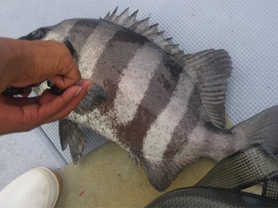 プロショップオオツカ・バスフィッシング用品専門通販サイト ブログ写真 2009/09/14