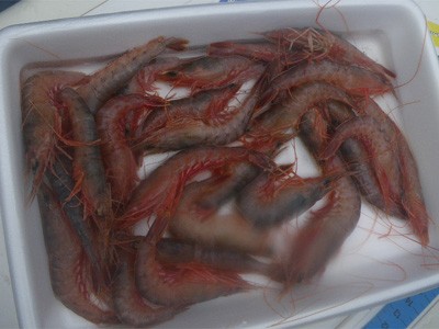 プロショップオオツカ・バスフィッシング用品専門通販サイト ブログ写真 2009/09/14