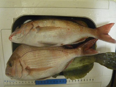 プロショップオオツカ・バスフィッシング用品専門通販サイト ブログ写真 2009/09/14