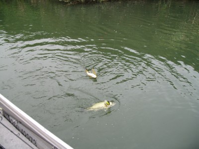 プロショップオオツカ・バスフィッシング用品専門通販サイト ブログ写真 2009/09/17