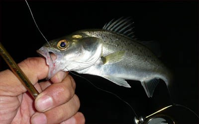 プロショップオオツカ・バスフィッシング用品専門通販サイト ブログ写真 2009/10/02