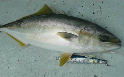 プロショップオオツカ・バスフィッシング用品専門通販サイト ブログ写真 2009/10/02