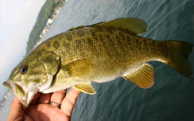 プロショップオオツカ・バスフィッシング用品専門通販サイト ブログ写真 2009/10/02