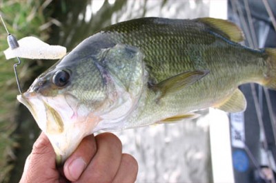 プロショップオオツカ・バスフィッシング用品専門通販サイト ブログ写真 2009/10/13