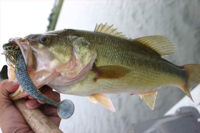 プロショップオオツカ・バスフィッシング用品専門通販サイト ブログ写真 2009/10/13