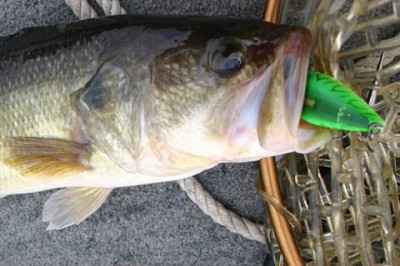 プロショップオオツカ・バスフィッシング用品専門通販サイト ブログ写真 2009/10/13