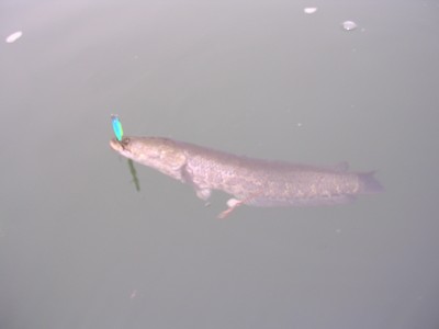 プロショップオオツカ・バスフィッシング用品専門通販サイト ブログ写真 2009/11/12