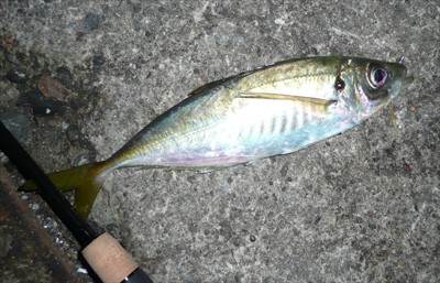 プロショップオオツカ・バスフィッシング用品専門通販サイト ブログ写真 2009/11/15