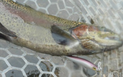 プロショップオオツカ・バスフィッシング用品専門通販サイト ブログ写真 2009/11/19