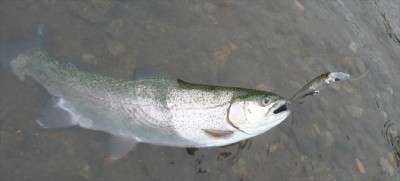 プロショップオオツカ・バスフィッシング用品専門通販サイト ブログ写真 2009/11/19