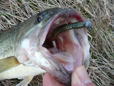 プロショップオオツカ バスフィッシング用品ネット通信販売 ブログ写真 2010/03/10