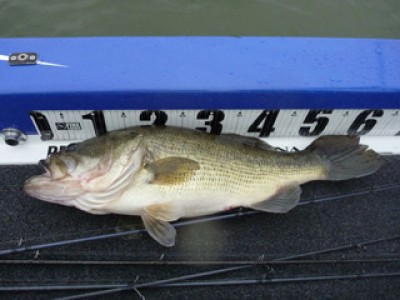 プロショップオオツカ バスフィッシング用品ネット通信販売 ブログ写真 2010/04/01