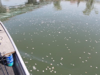 プロショップオオツカ バスフィッシング用品ネット通信販売 ブログ写真 2010/04/15